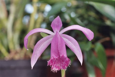 一葉蘭|臺灣一葉蘭 (Pleione bulbocodioides)